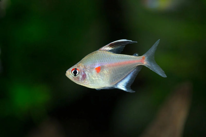 Bleeding Heart Tetra | Hyphessobrycon erythrostigma