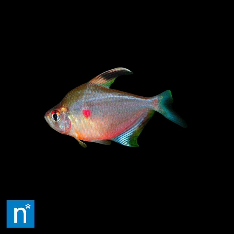 Bleeding Heart Tetra | Hyphessobrycon erythrostigma