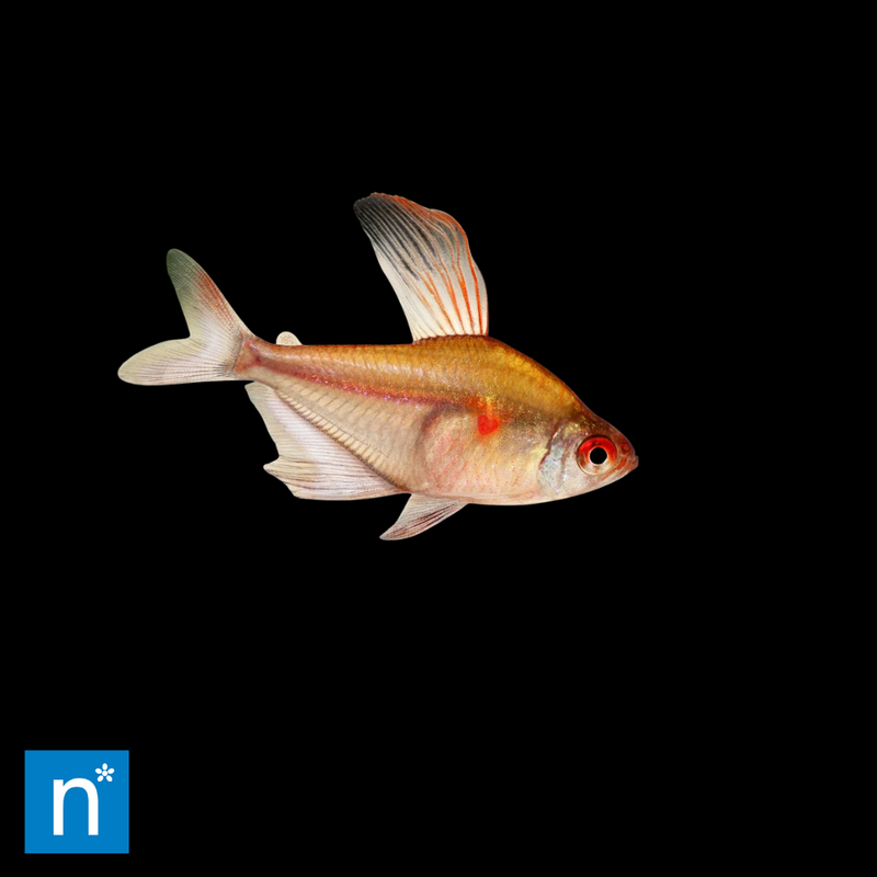Bleeding Heart Tetra | Hyphessobrycon erythrostigma