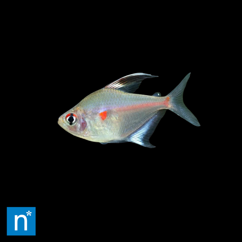 Bleeding Heart Tetra | Hyphessobrycon erythrostigma