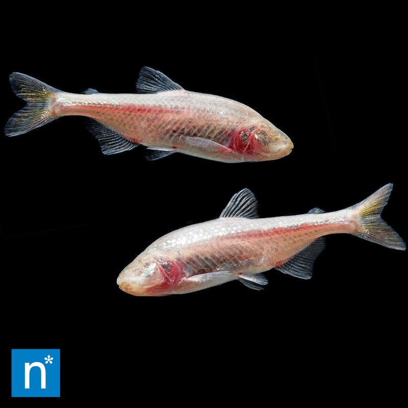 Blind Cave Tetra | Astyanax mexicanus
