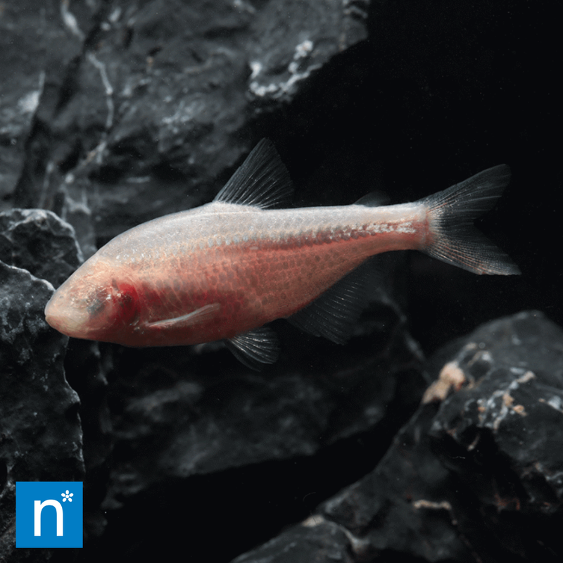 Blind Cave Tetra | Astyanax mexicanus
