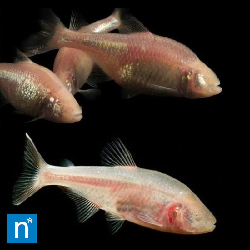 Blind Cave Tetra | Astyanax mexicanus
