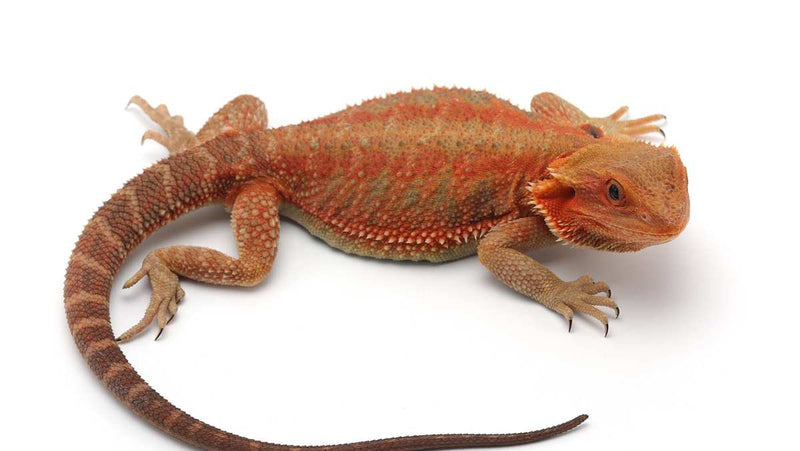 Blood Red Bearded Dragon