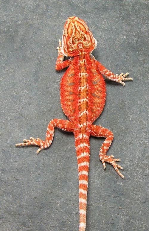 Blood Red Bearded Dragon