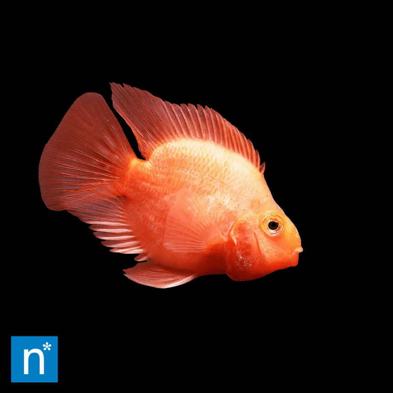 Blood Parrot Cichlid