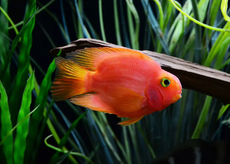 Blood Parrot Cichlid