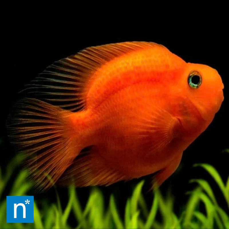 Blood Parrot Cichlid