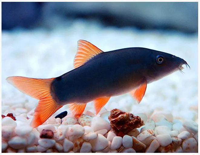 Blue clown best sale loach for sale