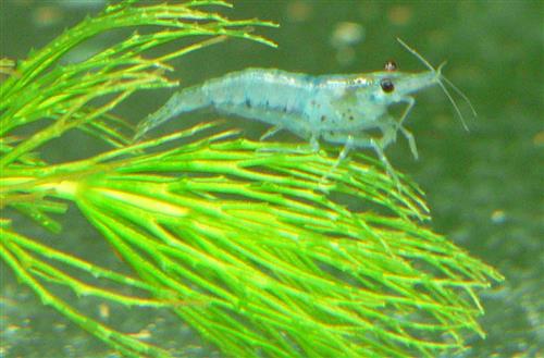 Blue Aura Shrimp