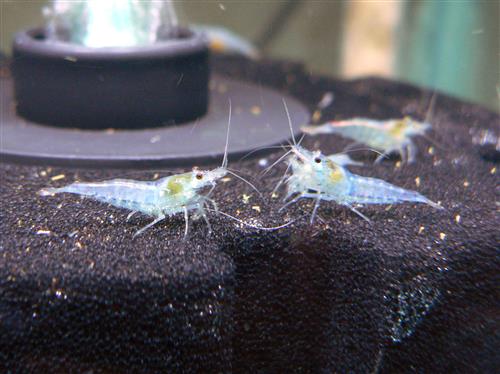 Blue Aura Shrimp