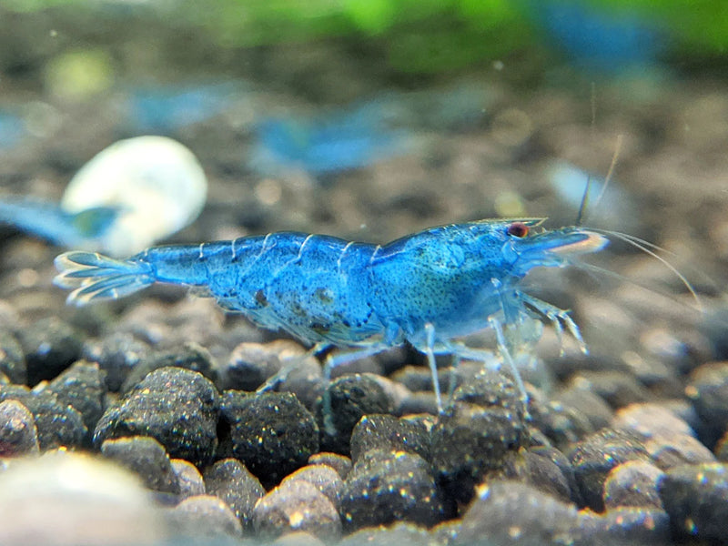 Blue Aura Shrimp