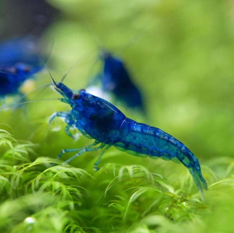 Blue Aura Shrimp