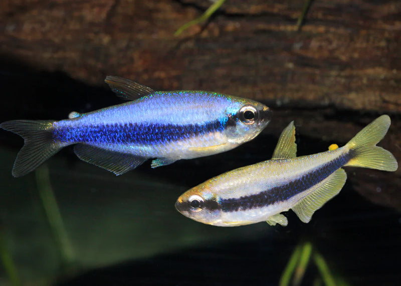 Blue Emperor Tetra Medium Large