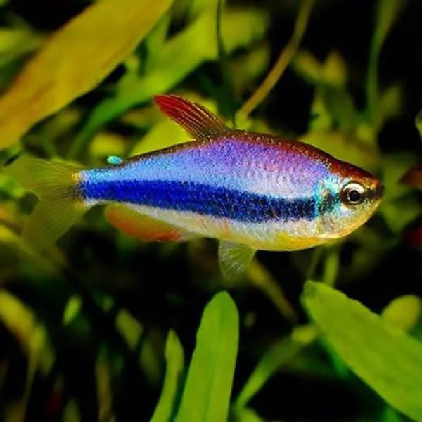 Blue Emperor Tetra Medium Large