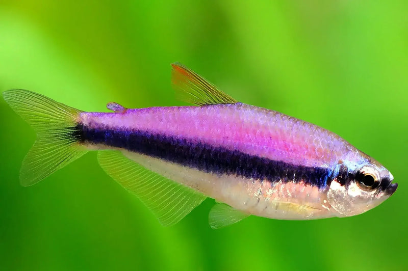 Blue Emperor Tetra Medium Large