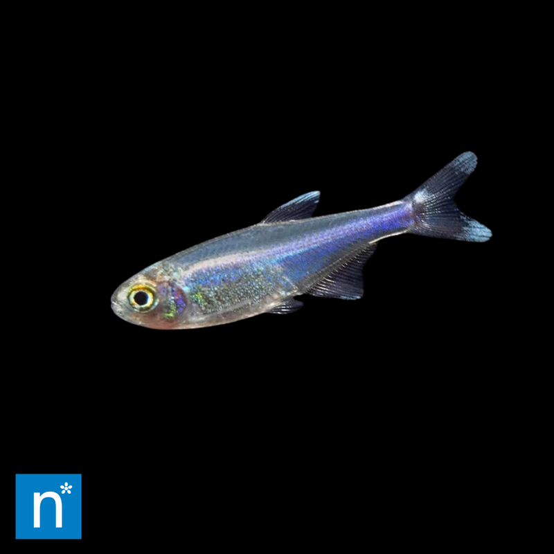 Blue King Tetra | Characidae sp.
