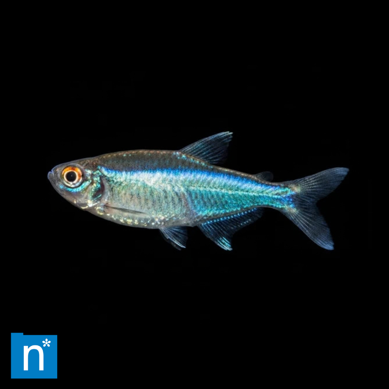 Blue King Tetra | Characidae sp.