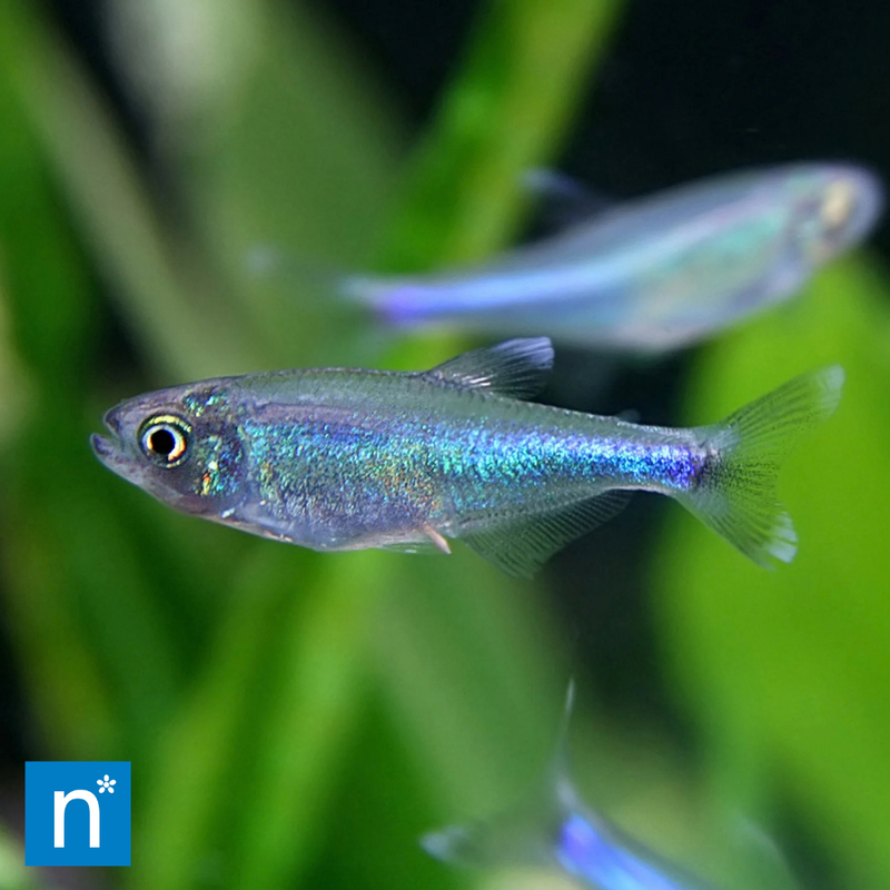 Blue King Tetra | Characidae sp.