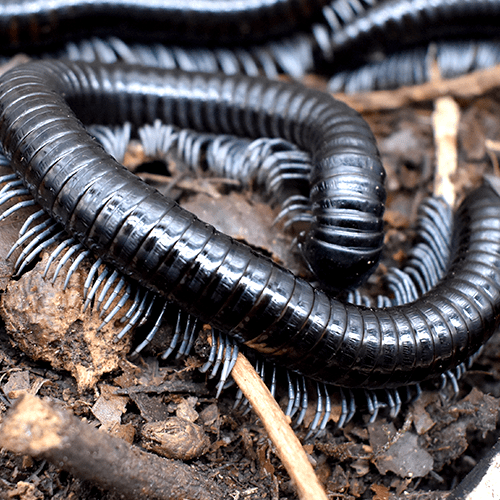 Blue Leg Millipede | Alienostreptus bicolripes