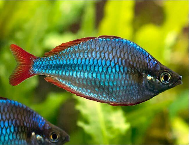 Blue Rainbowfish 2"
