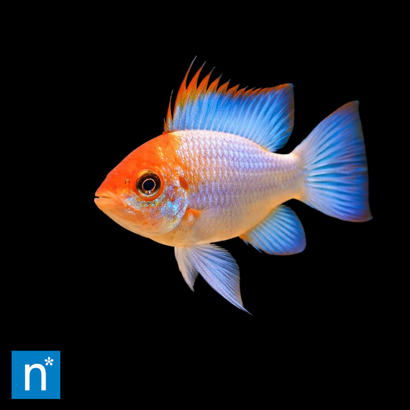 Blue Ram | Mikrogeophagus ramirezi