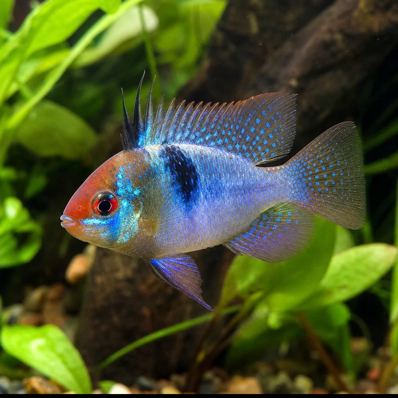 Blue Ram | Mikrogeophagus ramirezi