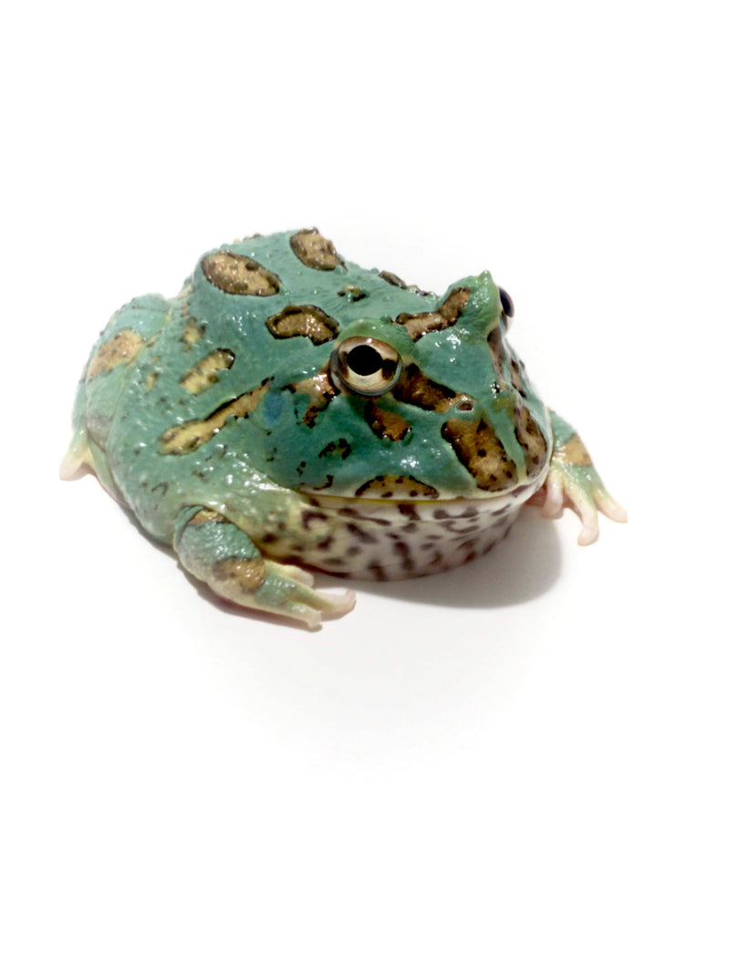 Blue Samurai Pacman Frog | Ceratophrys cranwelli