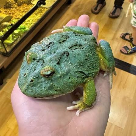 Blue Samurai Pacman Frog | Ceratophrys cranwelli