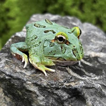 Blue Samurai Pacman Frog | Ceratophrys cranwelli