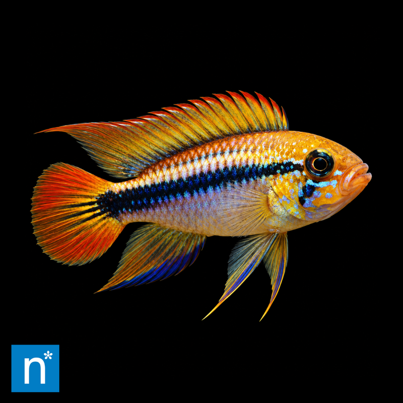 Blue Agassiz's Dwarf Cichlid | Apistogramma agassizii