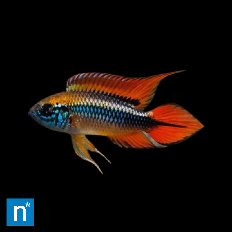 Blue Agassiz's Dwarf Cichlid | Apistogramma agassizii
