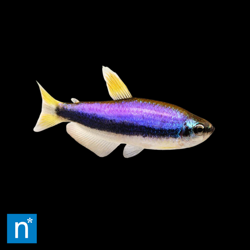 Blue Emperor Tetra | Inpaichthys kerri