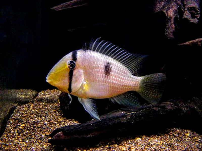 Blue Guianacara - Guianacara owroewefi