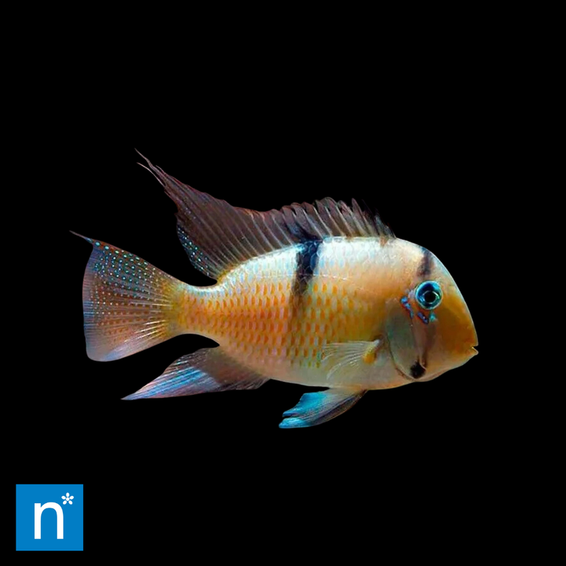 Blue Guianacara | Guianacara owroewefi
