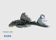 Blue Phantom Pleco | Hemiancistrus sp. L128