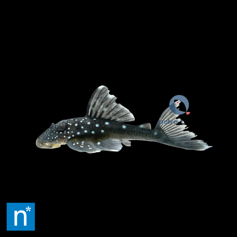 Blue Phantom Pleco | Hemiancistrus sp. L128