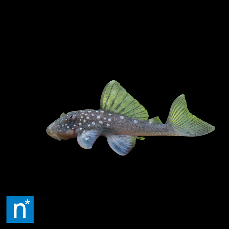 Blue Phantom Pleco | Hemiancistrus sp. L128