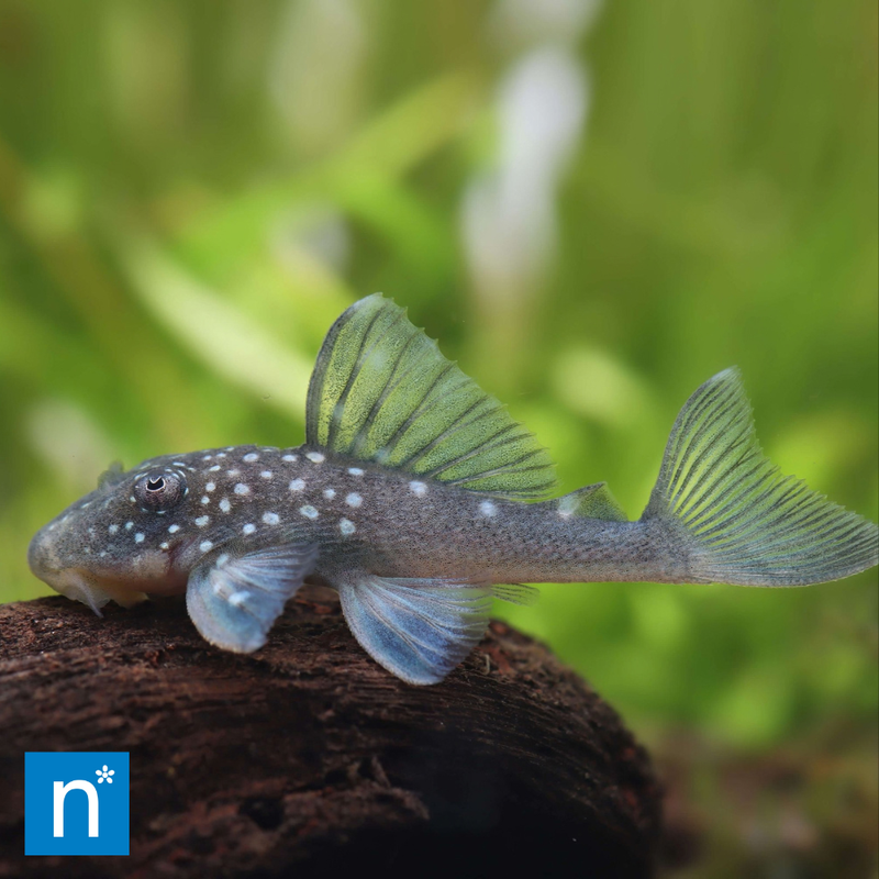 Blue Phantom Pleco | Hemiancistrus sp. L128