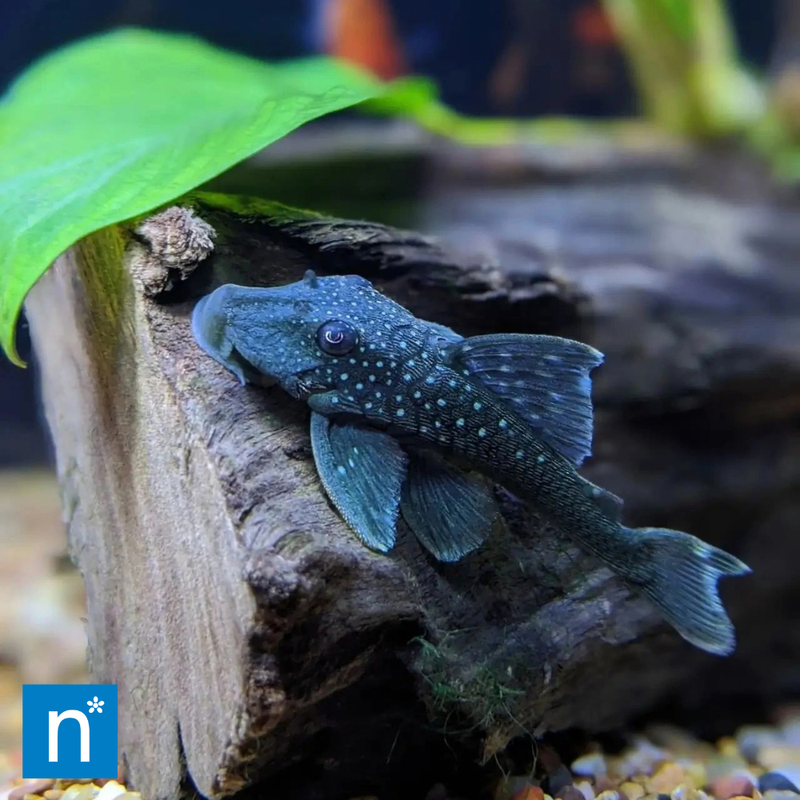 Blue Phantom Pleco | Hemiancistrus sp. L128