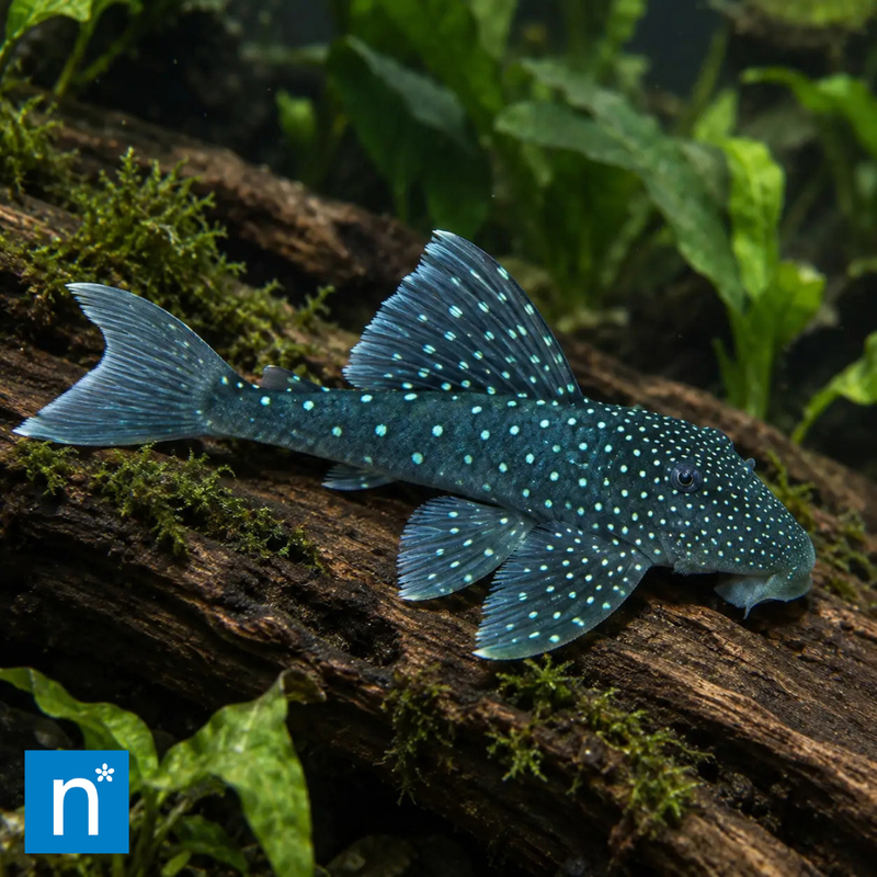 Blue Phantom Pleco | Hemiancistrus sp. L128
