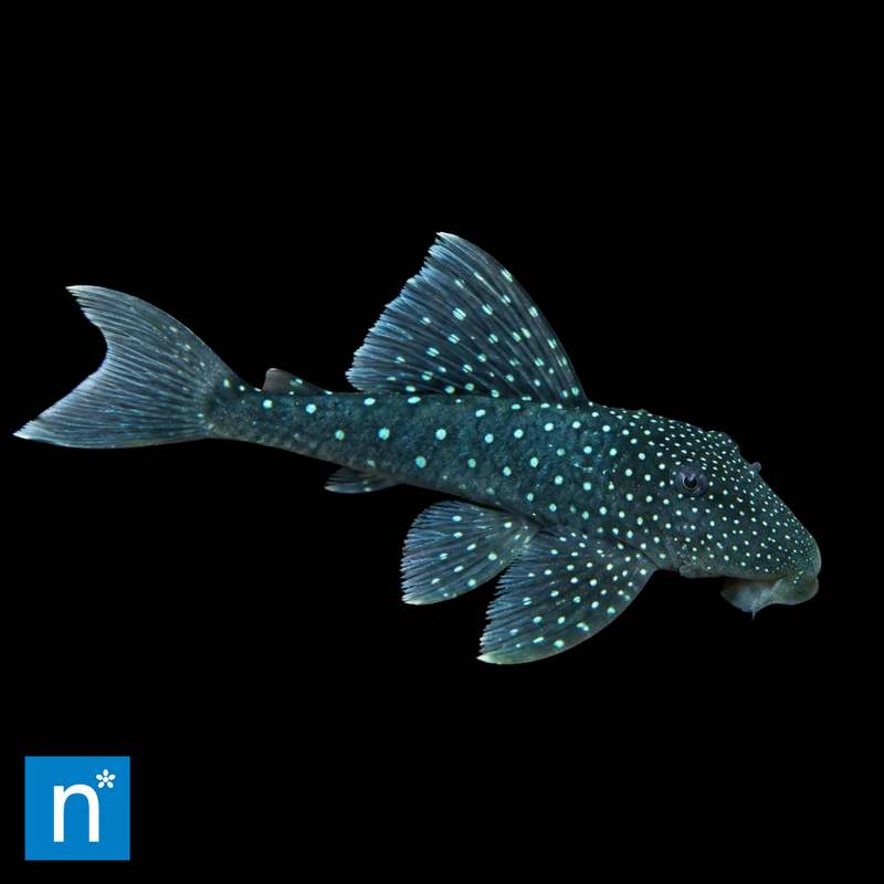 Blue Phantom Pleco | Hemiancistrus sp. L128