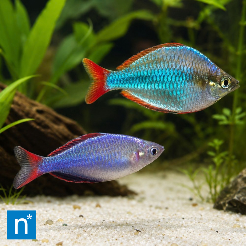 Blue Rainbowfish | Melanotaenia sp.