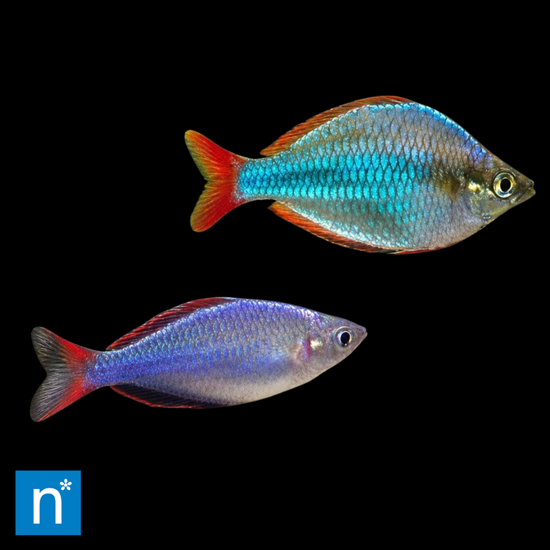Blue Rainbowfish | Melanotaenia sp.