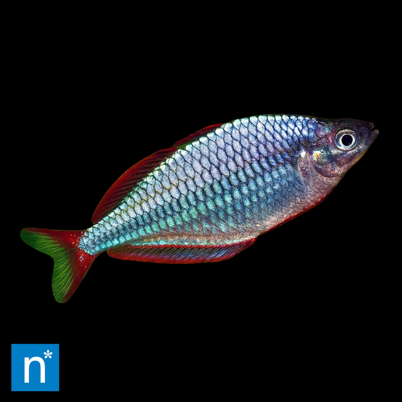 Blue Rainbowfish | Melanotaenia sp.
