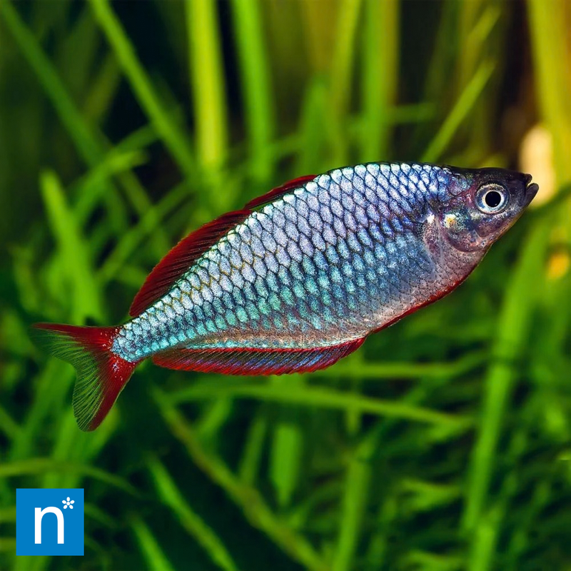 Blue Rainbowfish | Melanotaenia sp.