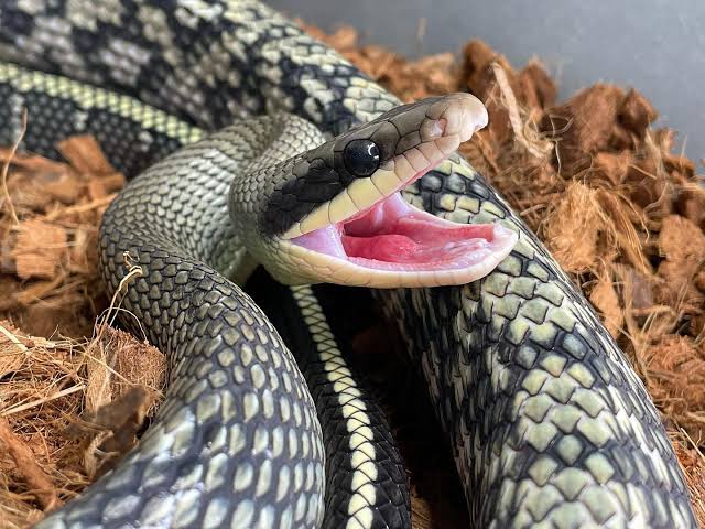 Blue Beauty Ratsnake
