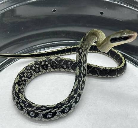 Blue Beauty Ratsnake