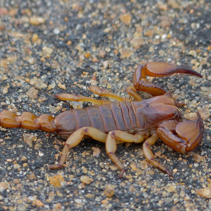 Boehm's Burrowing Scorpion | Opistophthalmus boehmi