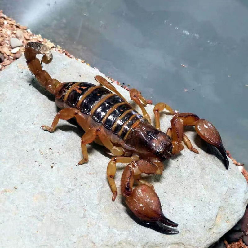 Boehm's Burrowing Scorpion | Opistophthalmus boehmi